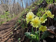 33 Primula vulgaris (Primula comune)